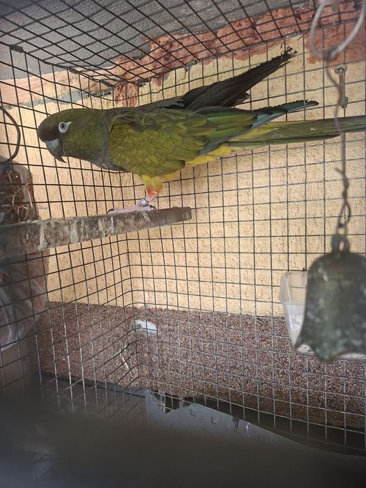Vand schimb conure patagonian
