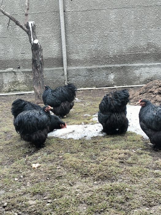 Продам черных куреи