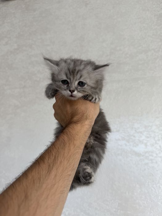 Scottish fold va strite