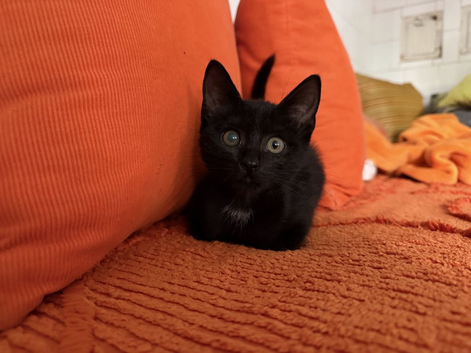 Подарявам коте.