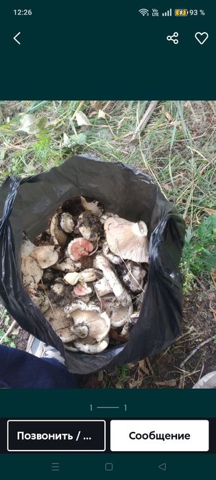 Грибы грузди свежие