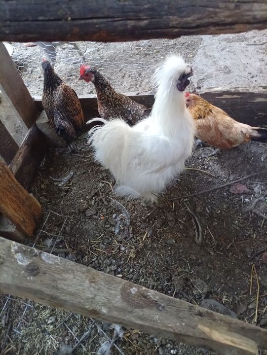 Iopani și mii de flori