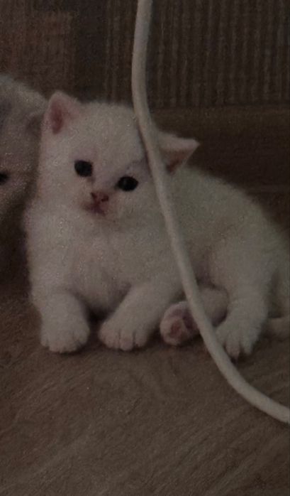 Котенок мальчик