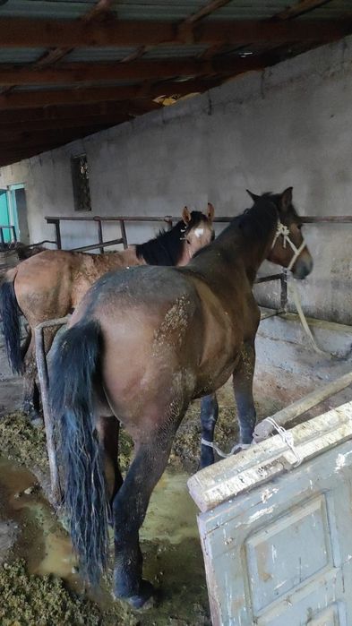 Жылқы лошадь конь