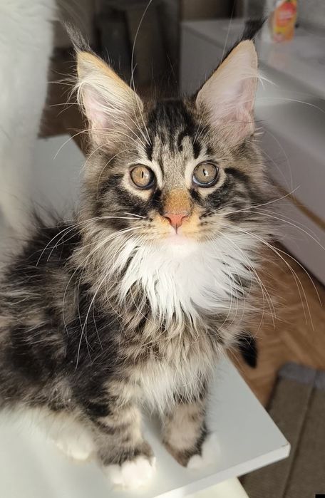 Продам котят Мейкун