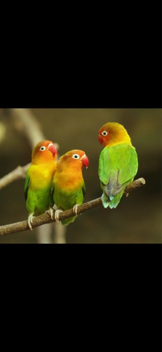 Agaponis  fisher superbi bucuresti