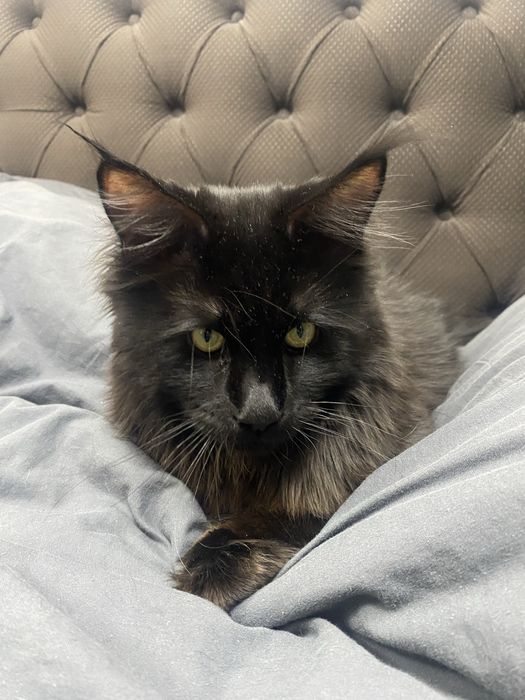 Молодой жених Мейн-Кун(9мес) ждет невесту на своей территории ОПИСАНИЕ