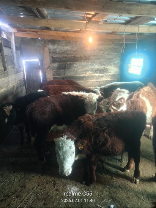 Продается подсосные бычки 10 голов