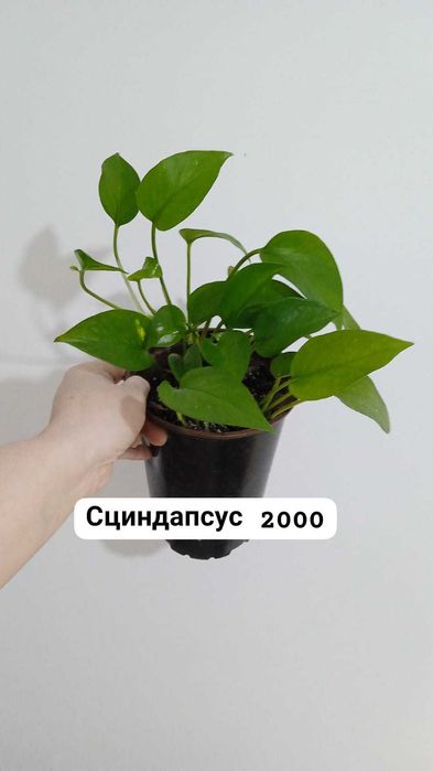 Продам комнатные растения