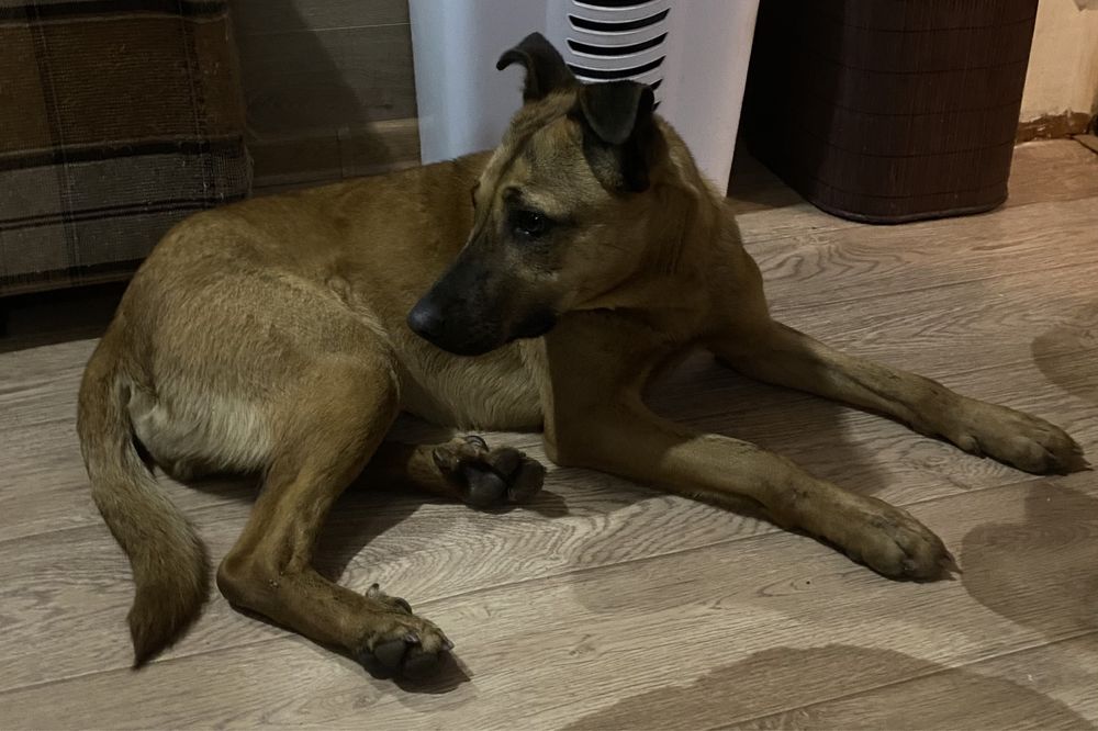 Отдам собачку в добрые руки