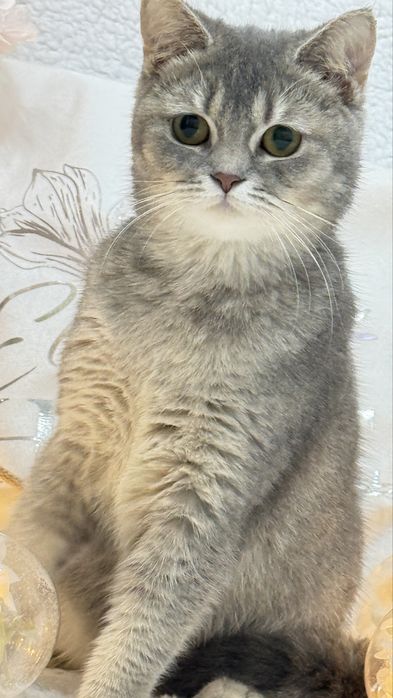 Девочка британка