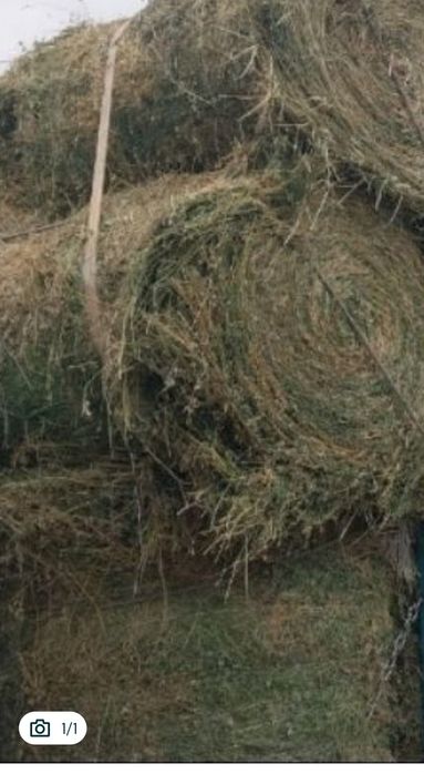 Продам жоңышқа люцерна