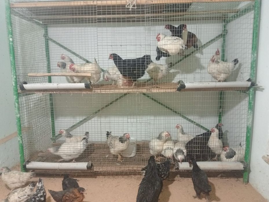 Тауықтар сатылады. Туркестан да