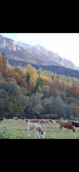 Teren de vanzare