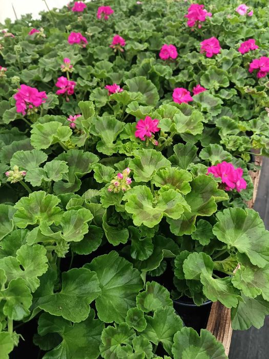 Цветя на Едро и Дребно