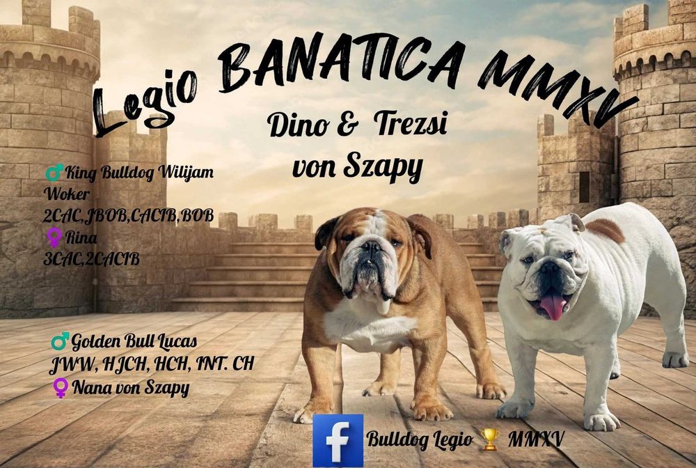 Bulldog Englez Fetița