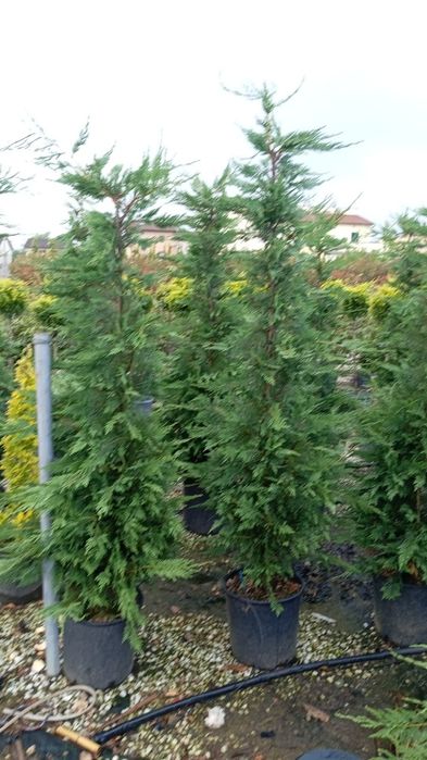 Chiparos leylandii  gard viu 100 ron oferta