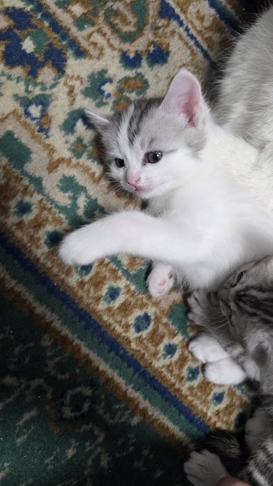 Отдам котят в хорошие руки