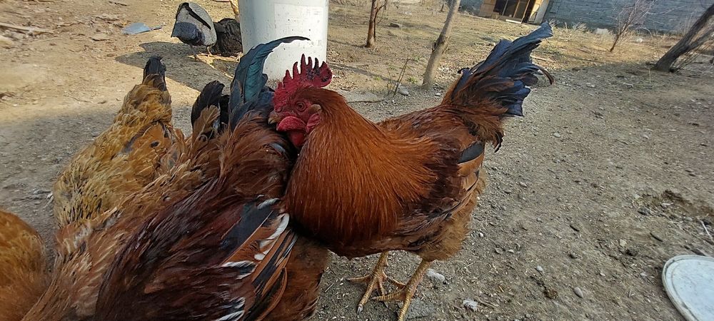 Петушки молодые пордистые