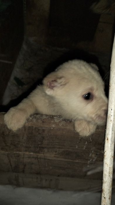 Продам щенка (алабай)