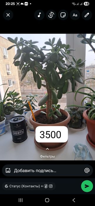 Продажа комнатных цветов