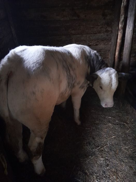 Mascul albastru belgian de vanzare