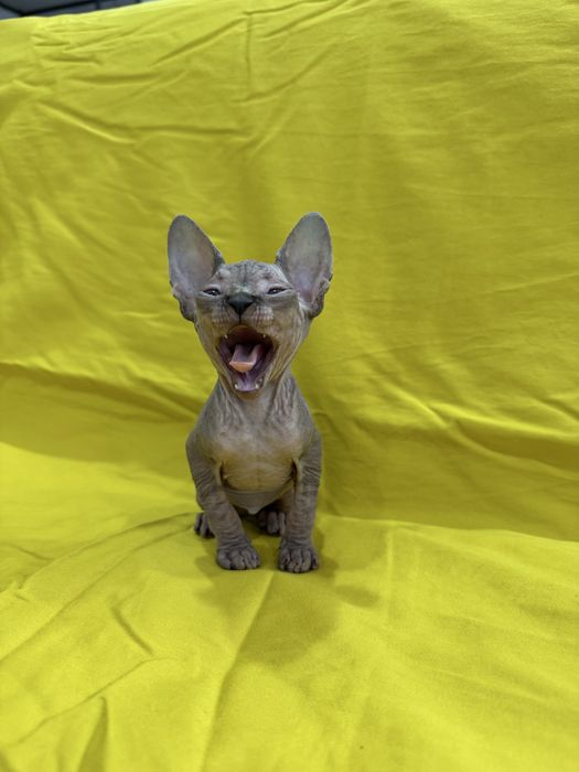 Невероятный голубоглазый эльф: котенок Канадского сфинкса