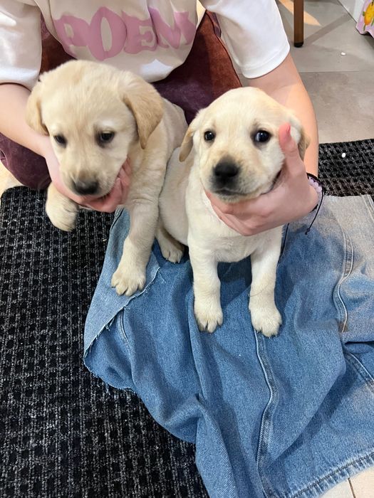 Pui de cățel Labrador