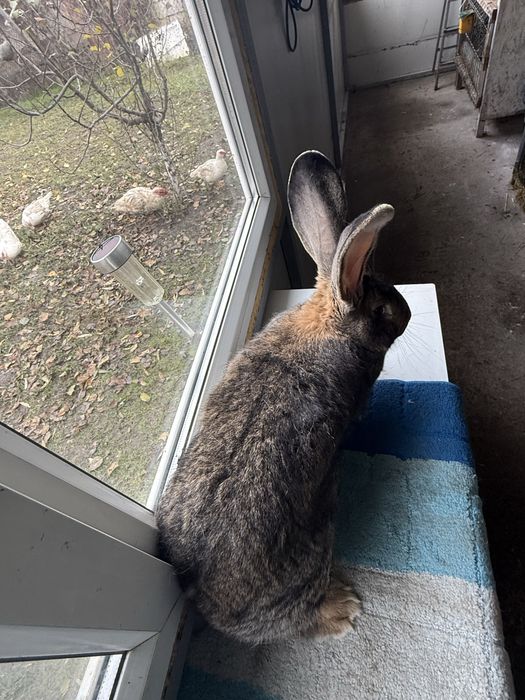 Vand iepuri Urias German