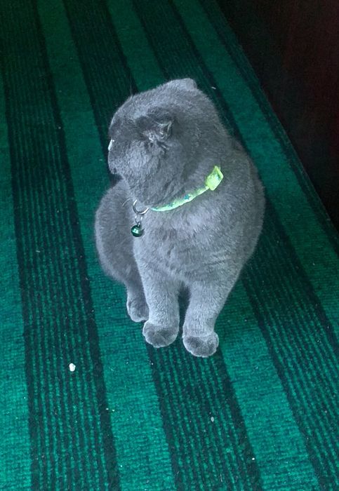 Скотиш фолд киз мушукча сотилади