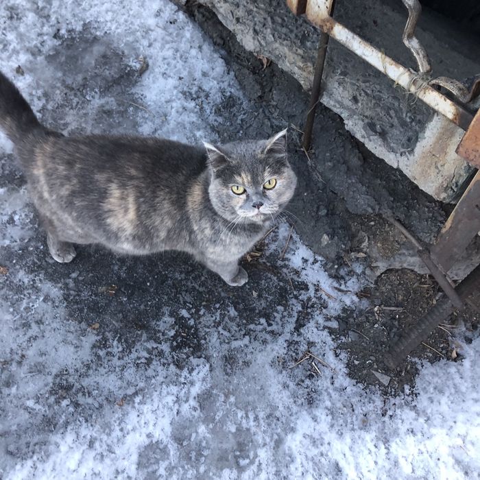 Животные. Кошки.