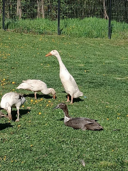 Rate alergătoare