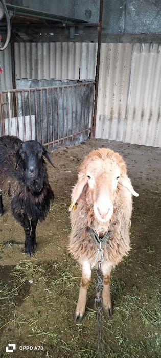 Продам два годовалых кошкара