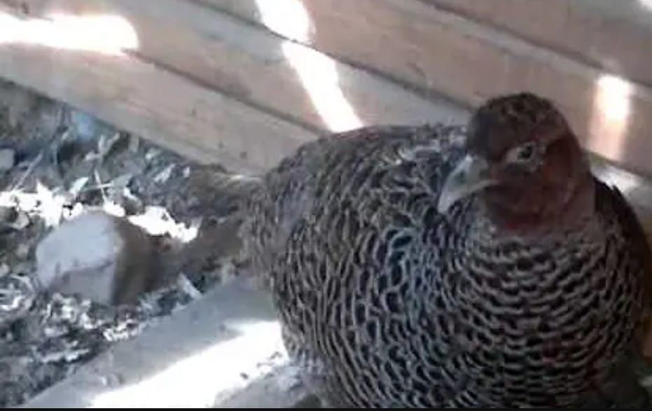 Продам месячных фазанов