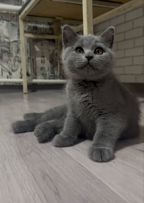 Котята голубые британские
