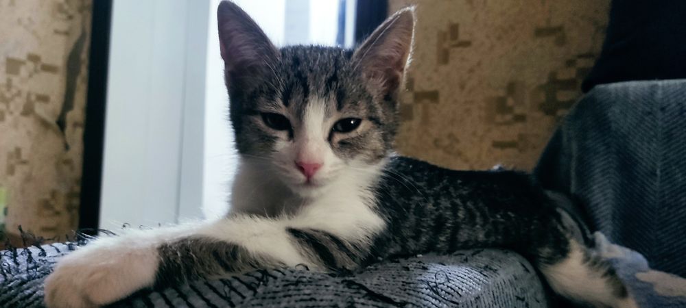 Котёнок а хорошие руки (мальчик)