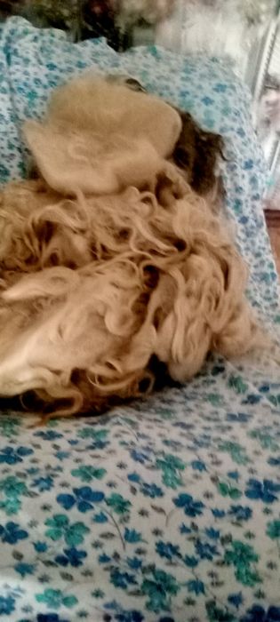 Продам шерсть ангора