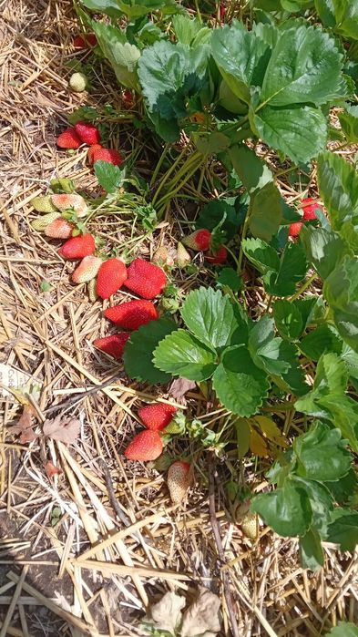 Рассад малини и ягоди.