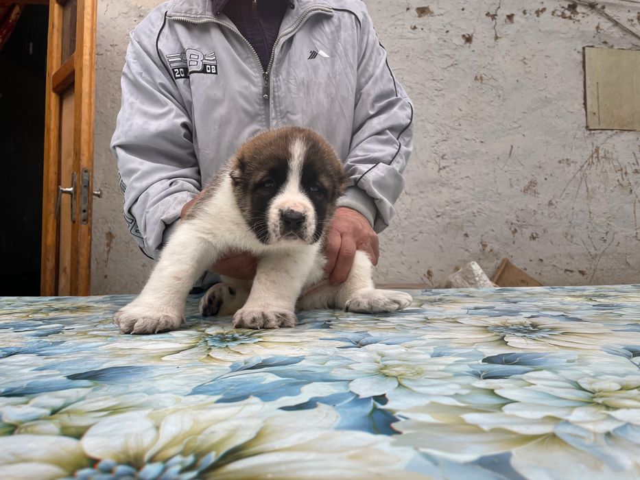 Щенок Туркменского Алабая ( Чистокровный )