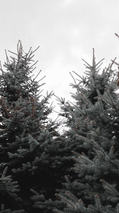 Ель голубая