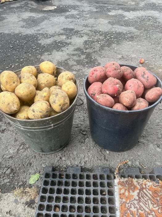 Продам картошку
