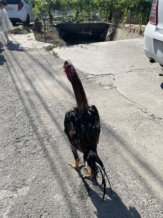 Xoroz sotiladi toshkenda