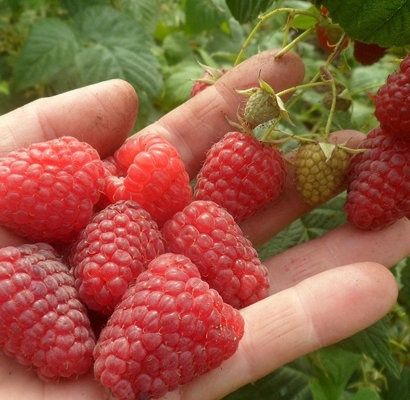 Продам малину домашнюю
