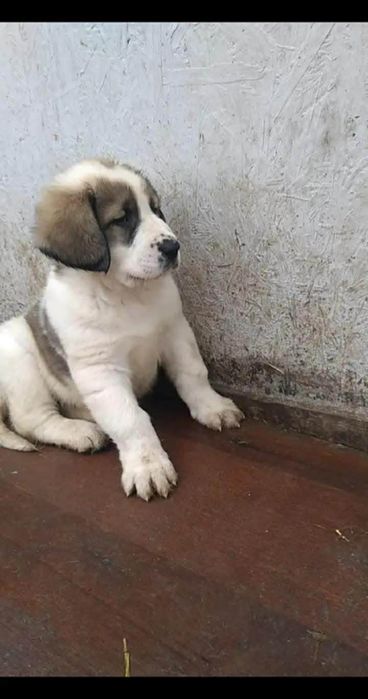 Mascul de Asia centrala