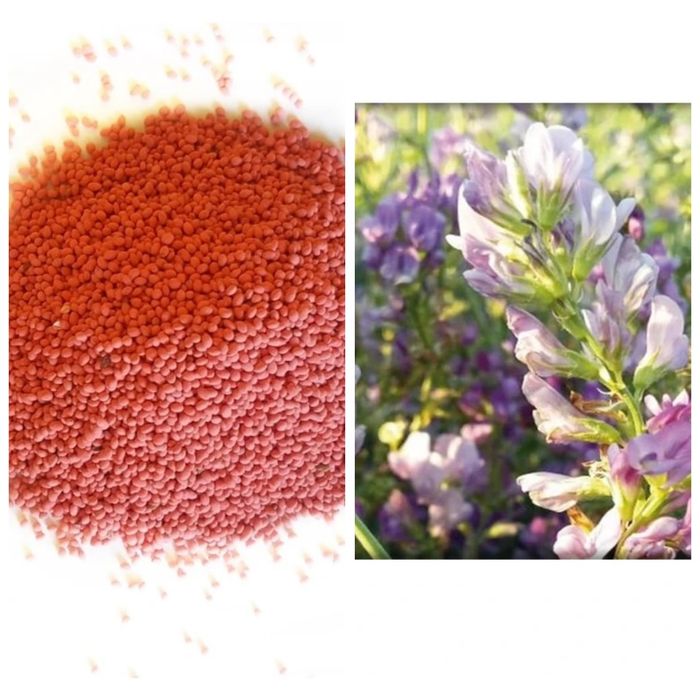 Люцерна семе. Семена Люцерна