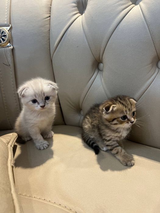 Продаются котята Scottish Fold и Straight