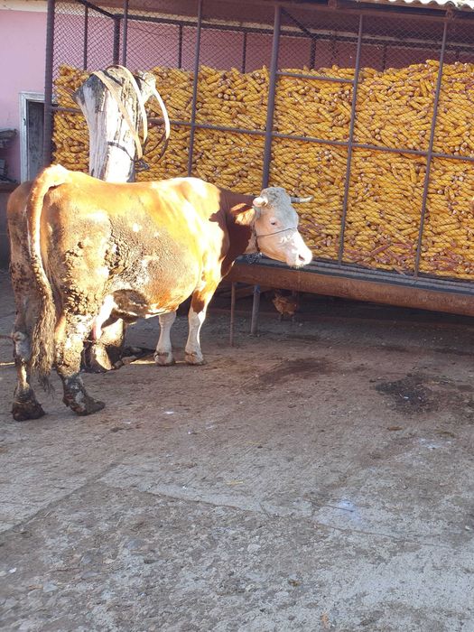 Vaca gestanta de  vânzare