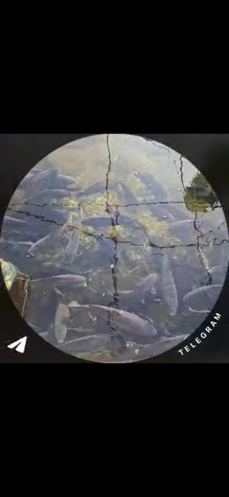 Уй шароитида бокилган Баликлар