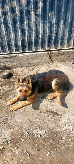 Продаётся немецкая овчарка