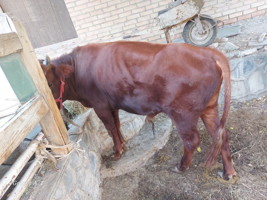 Buqacha sotiladi